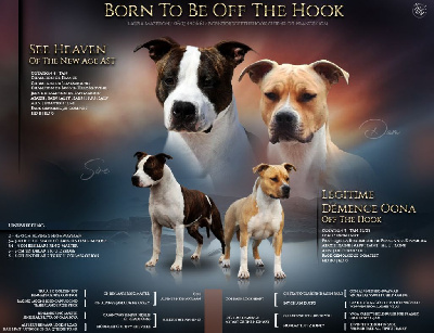 Born To Be Off The Hook - American Staffordshire Terrier - Portée née le 30/11/2023