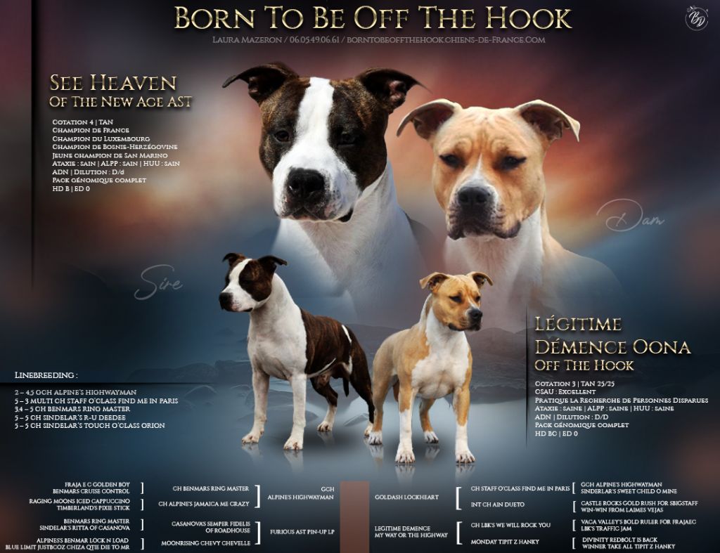 Les premiers chiots Born To Be Off The Hook sont en route !